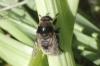 Merodon equestris
